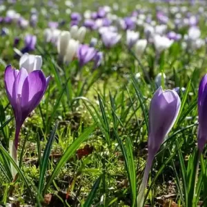 비아그라 사이트, 온라인 의약품 유통 구조를 이해하면 보이는 것들